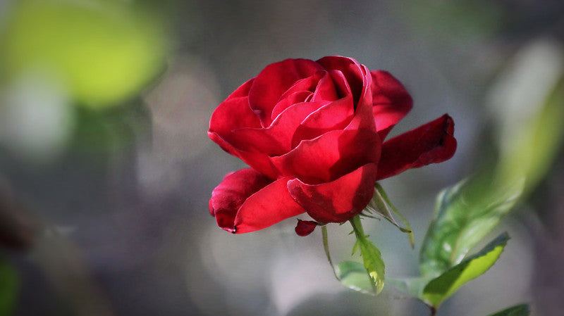 Rose and Honeysuckle: June Birth Flowers and What They Say About You