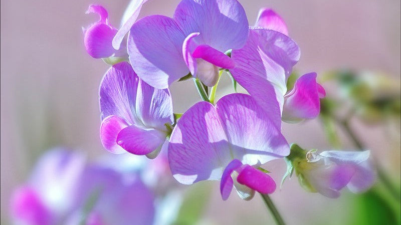 Daisy & Sweet Pea: April Birth Flowers & What They Say About You