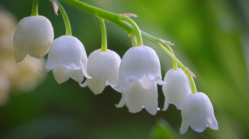 May Birth Flower: What Lily of the Valley and Hawthorn Reveal About You