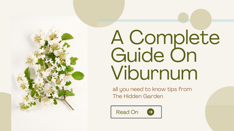 A Complete Guide to the Viburnum Flower