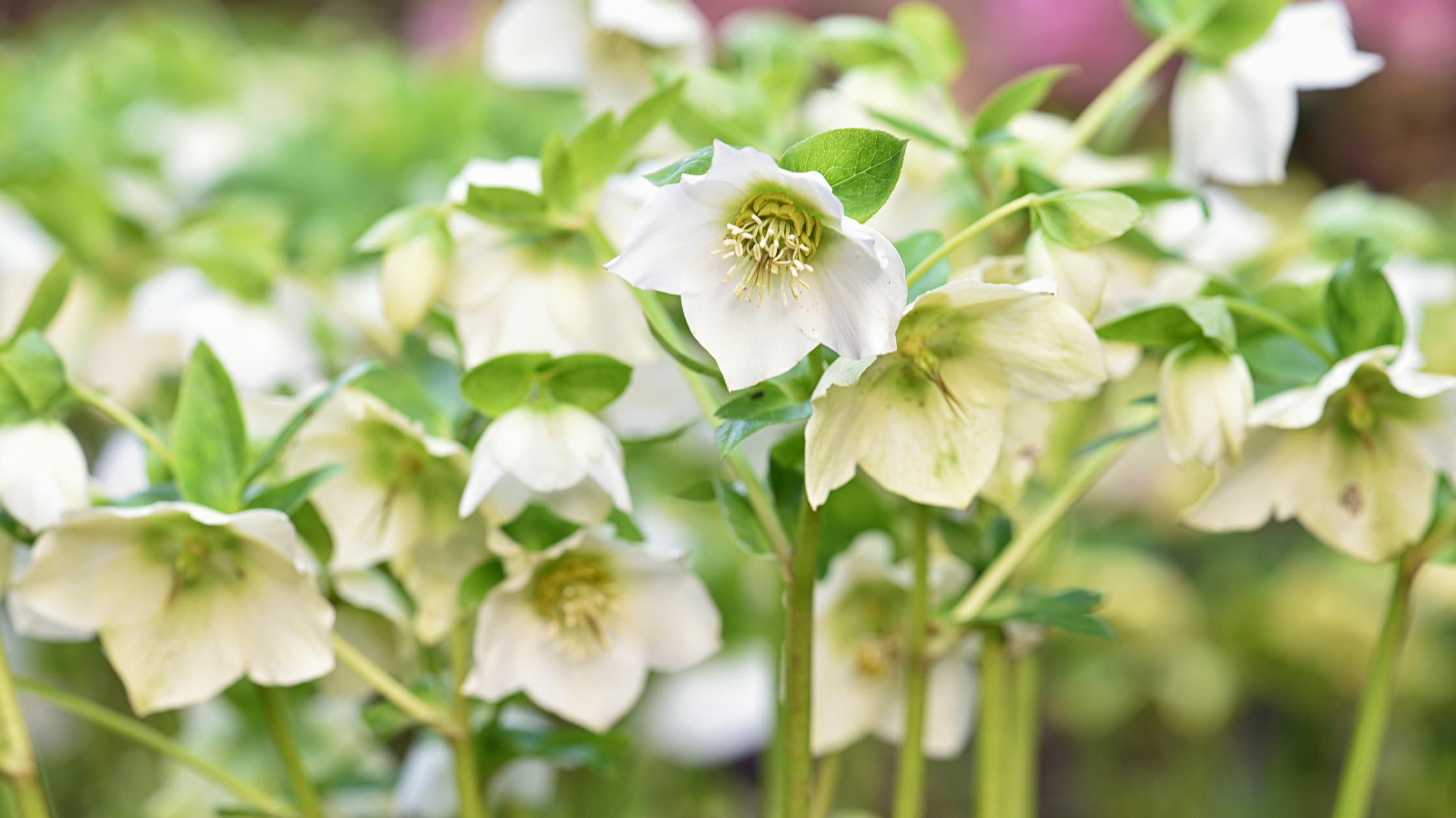 Flowers to Combat January Blues: A Mood-Boosting Guide