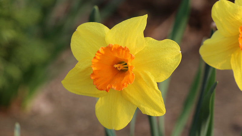 Daffodil & Jonquil: March Birth Flowers and What They Mean