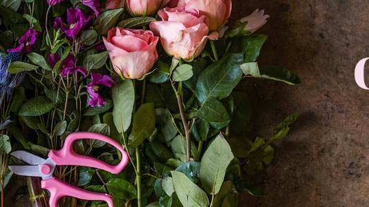 September Birth Flowers: Aster and Morning Glory Guide