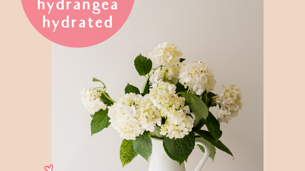 How to Keep Hydrangeas Hydrated