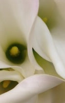 Crisp and Clean - White and Green