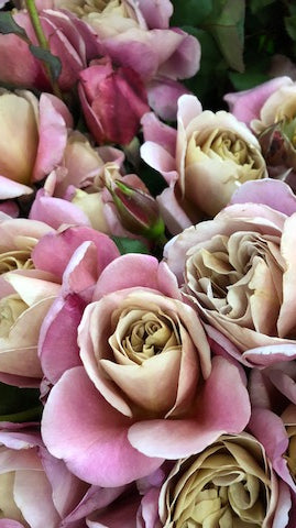 Gorgeous Garden Roses