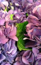 Purple and Chartreuse - Market Finds