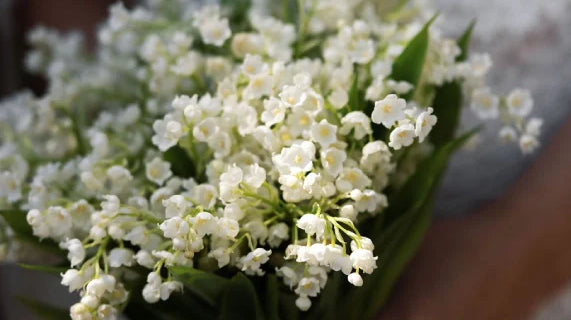 May Birth Flower: What Lily of the Valley and Hawthorn Reveal About You