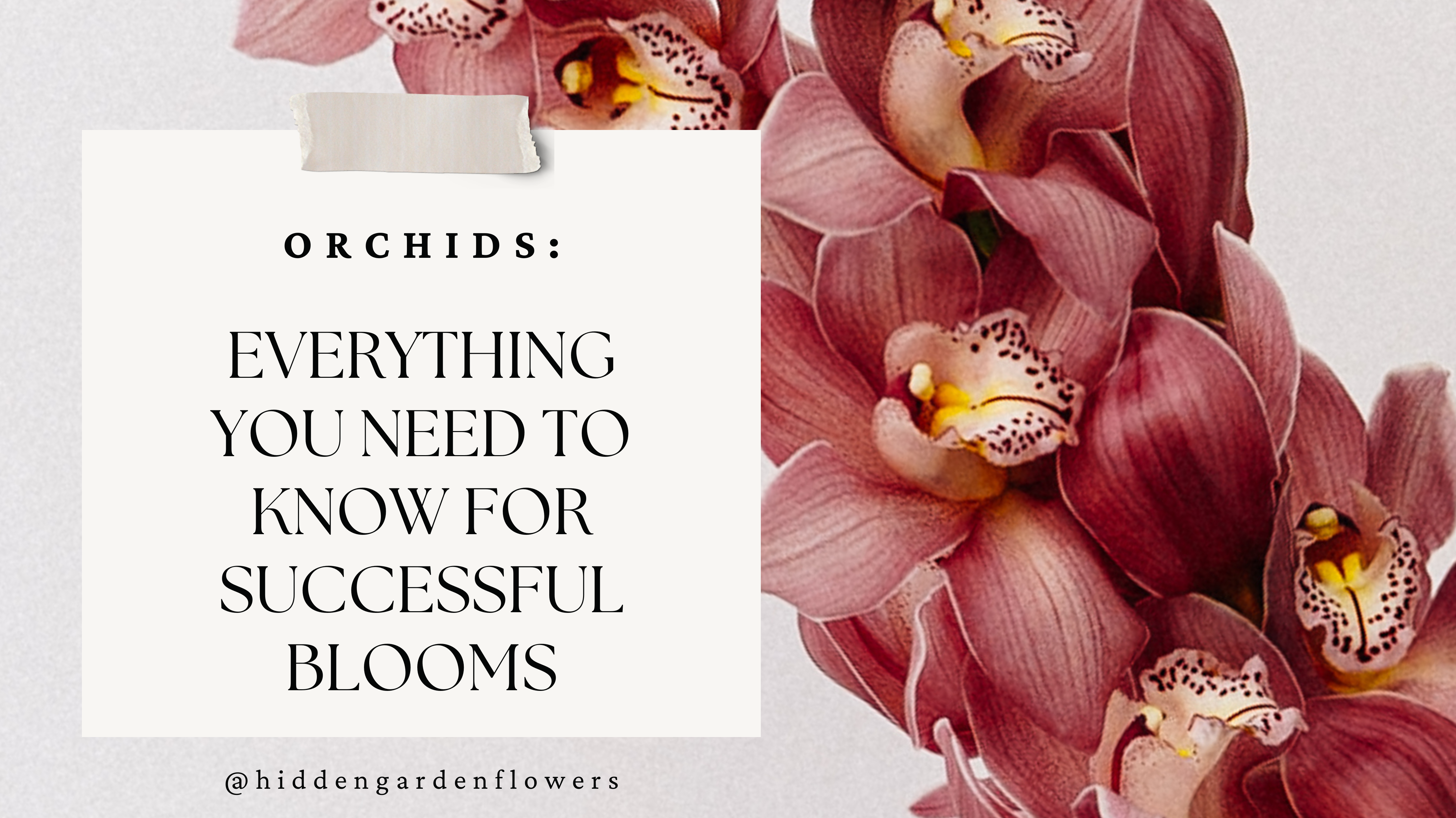 Orchids: Everything You Need to Know for Successful Blooms