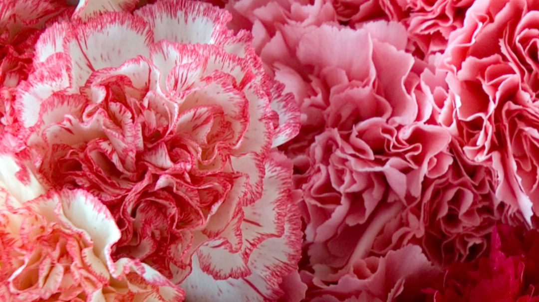Carnation & Snowdrop: January's Birth Flowers & Their Meaning