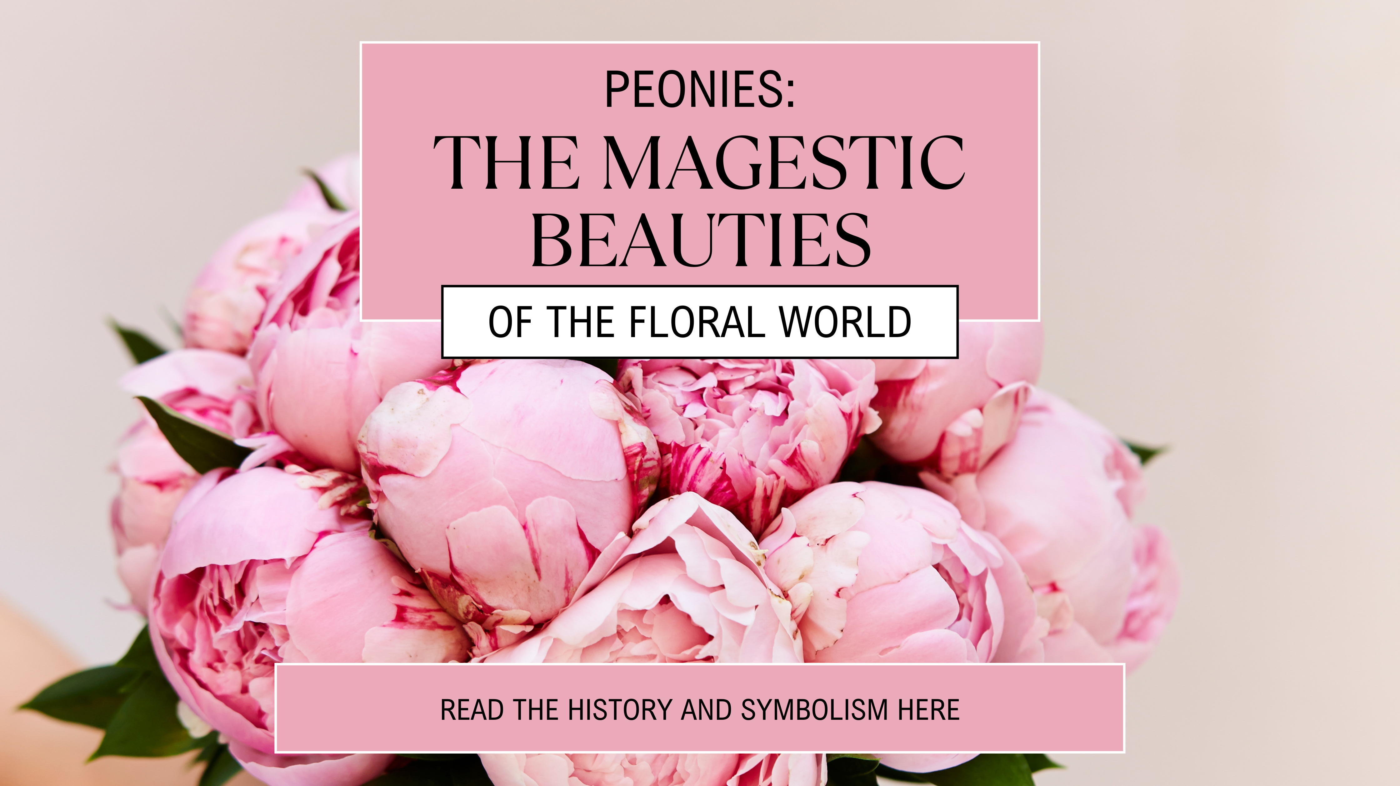 Peonies: The Majestic Beauties of the Floral World