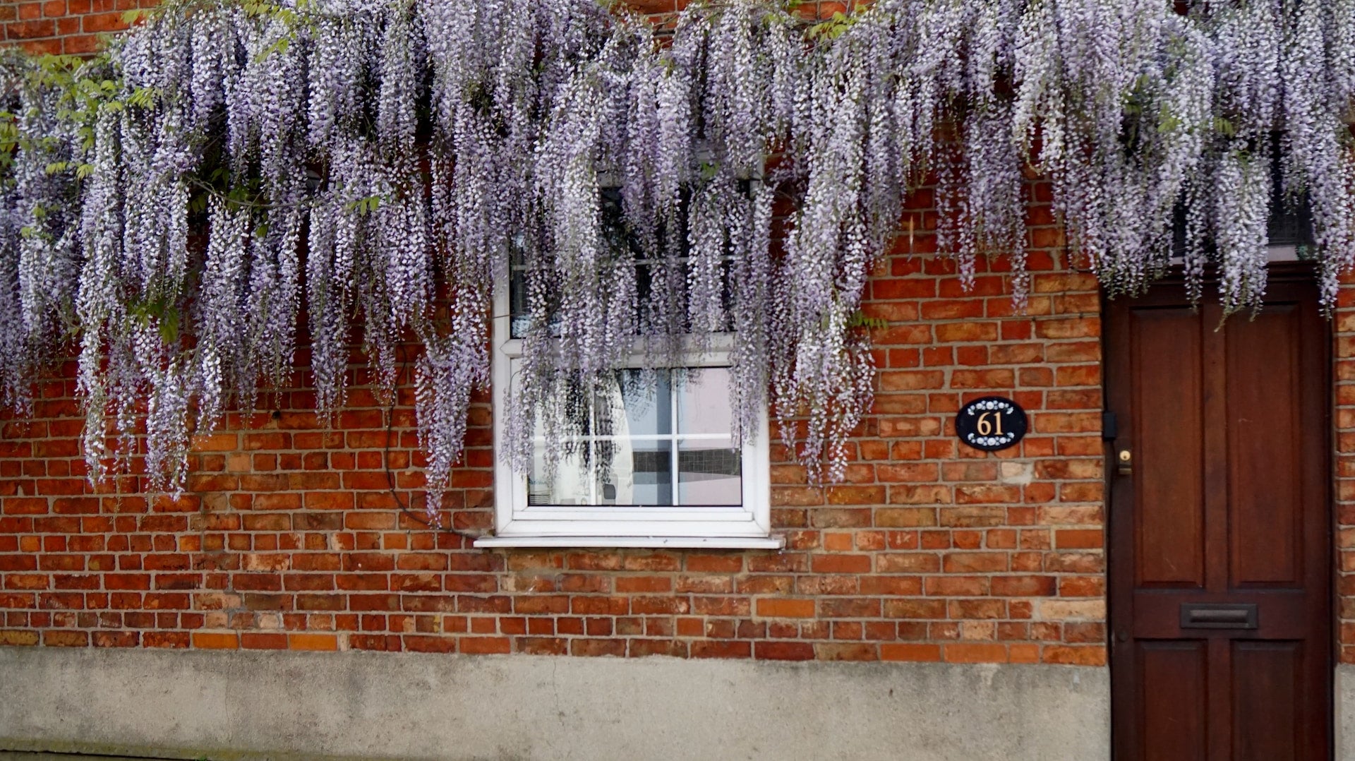 Wild About Wisteria