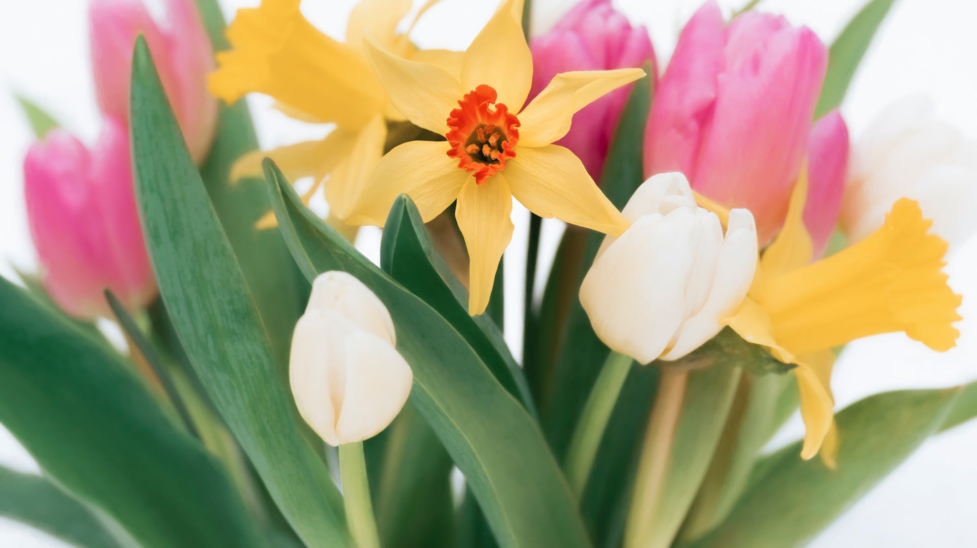 5 Flowers For Spring That Will Add Luster To Any Room