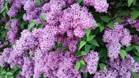 Discover the Beauty of Lilacs and Learn How to Keep Them Fresh