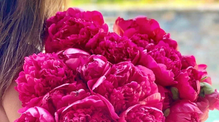 Peonies: Why June Belongs to the World’s Most Beloved Flower