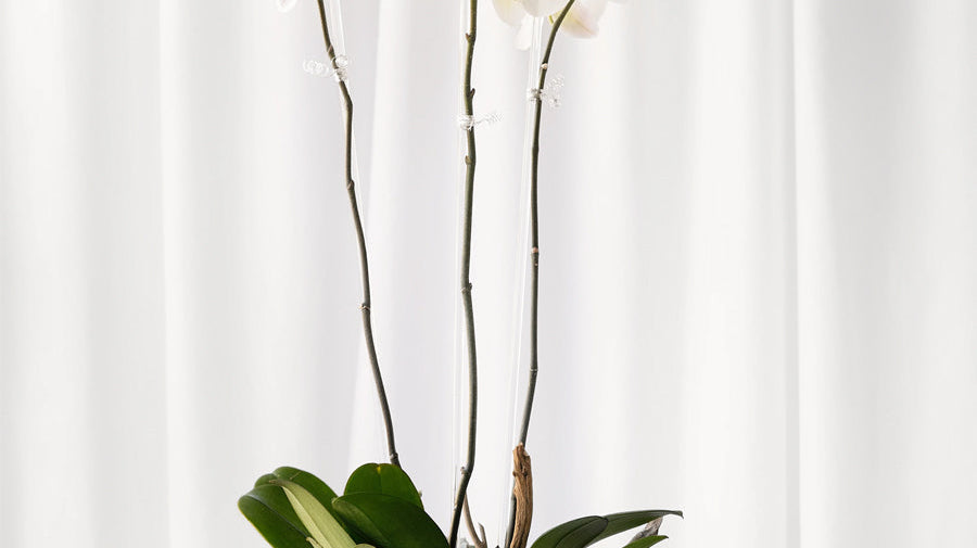 Valentine's Flowers for Men That He Will Cherish & Appreciate