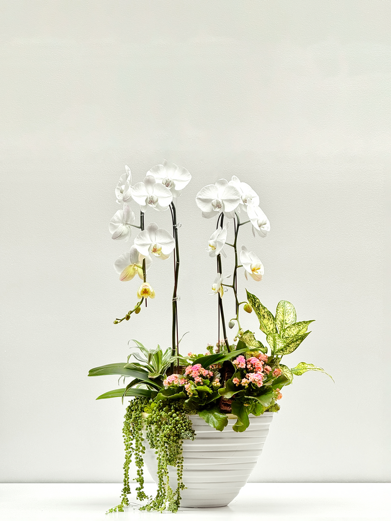 Orchid