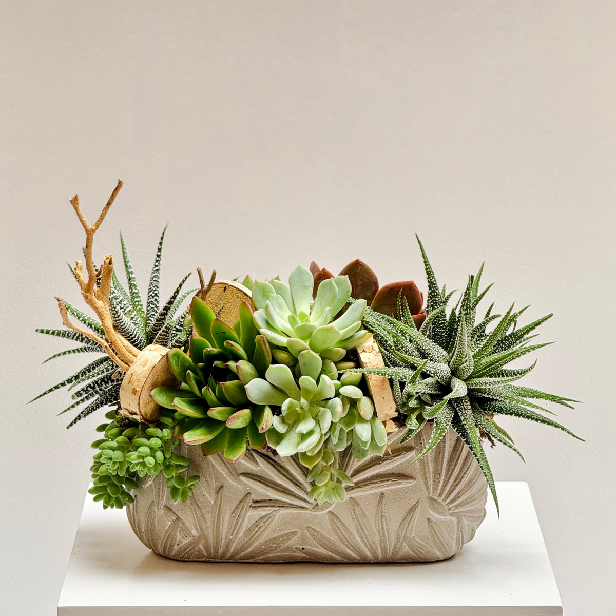 drop n bloom succulents Drift & Bloom