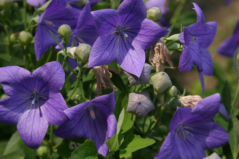 Violet & Primrose: February Birth Flowers and What They Mean