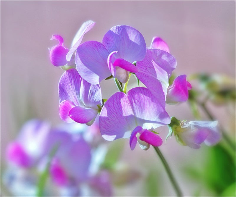 Daisy & Sweet Pea: April Birth Flowers & What They Say About You