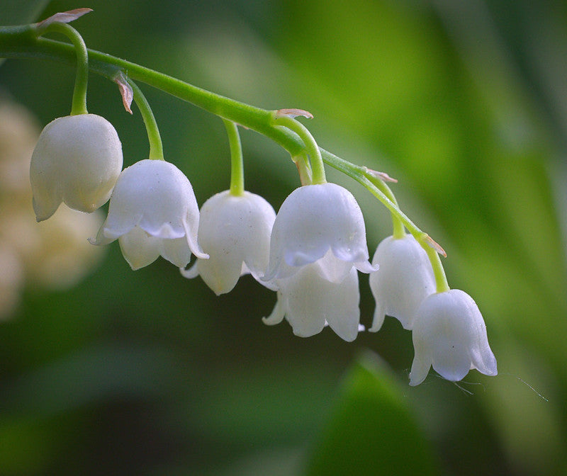 May Birth Flower: What Lily of the Valley and Hawthorn Reveal About You