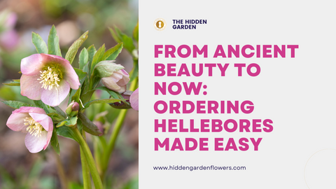 From Ancient Beauty to Today: Ordering Hellebores Made Easy
