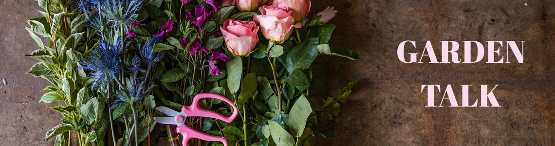 September Birth Flowers: Aster and Morning Glory Guide