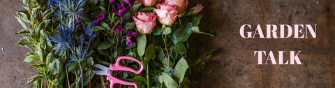 September Birth Flowers: Aster and Morning Glory Guide