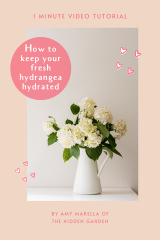 How to Keep Hydrangeas Hydrated