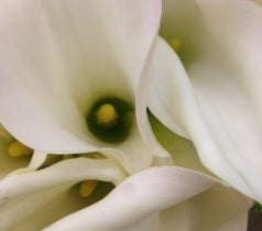 Crisp and Clean - White and Green