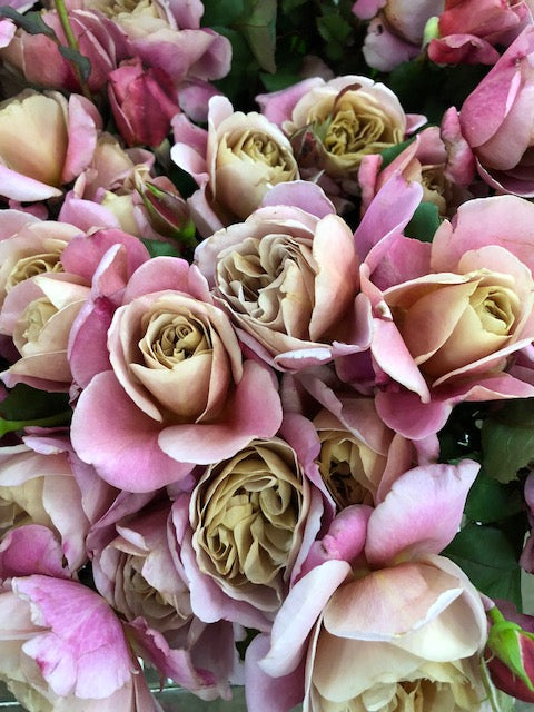 Gorgeous Garden Roses