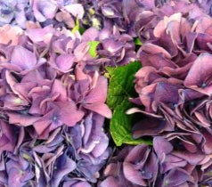 Purple and Chartreuse - Market Finds