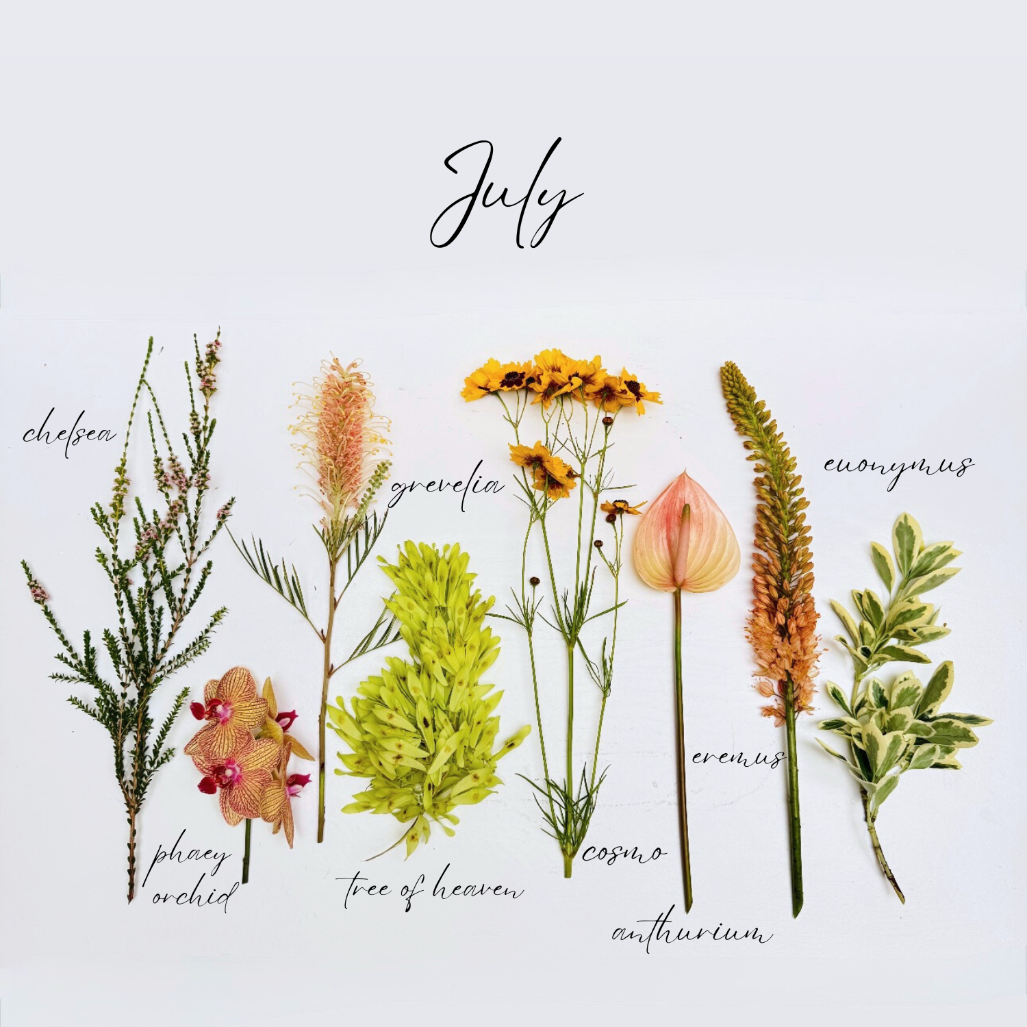 Flowers in July: Birth Flowers, Symbolism, and What's Blooming