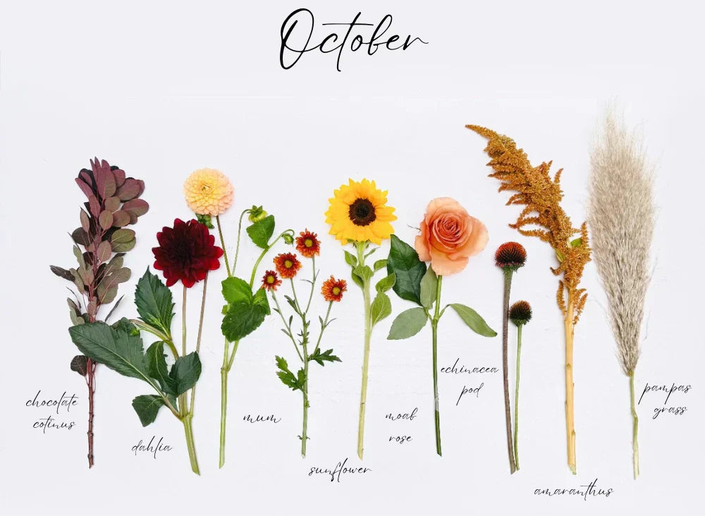 Flower Types October Top 8 Fall Flowers We Love For October