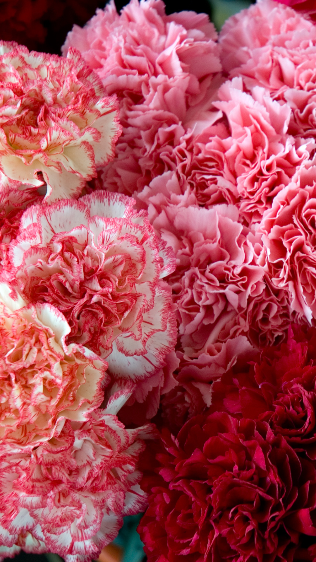 Carnation & Snowdrop: January's Birth Flowers & Their Meaning