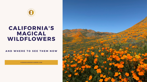 California's Magical Wildflowers and Where To See Them NOW