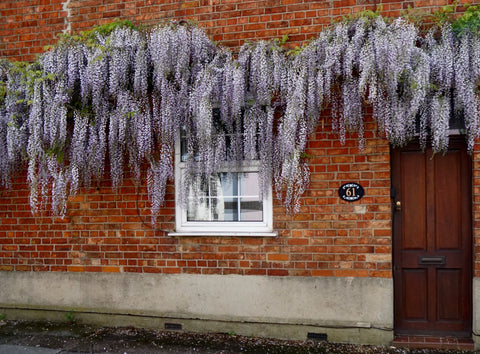Wild About Wisteria