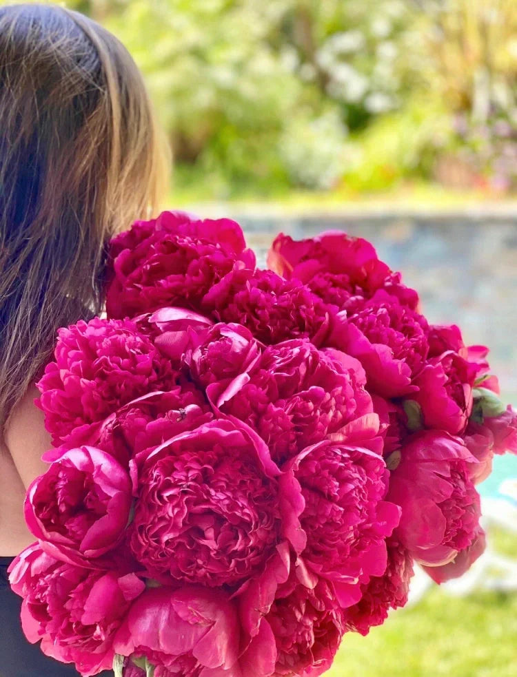 Peonies: Why June Belongs to the World’s Most Beloved Flower