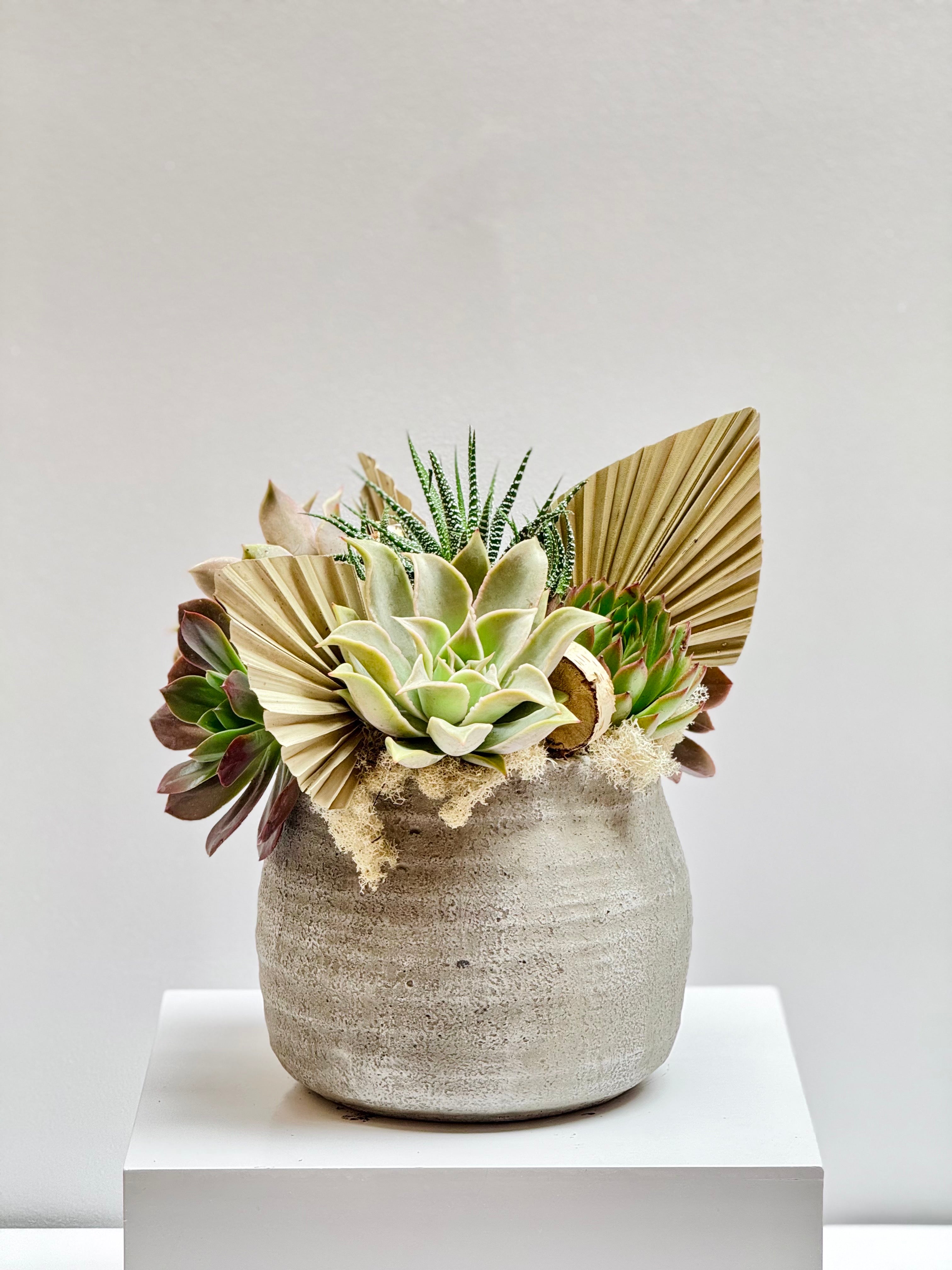 Orchids and Succulents