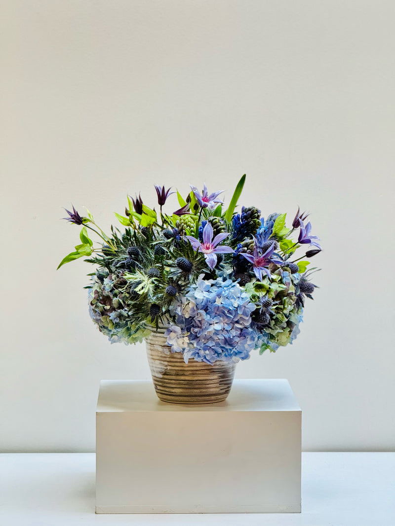 Hydrangea