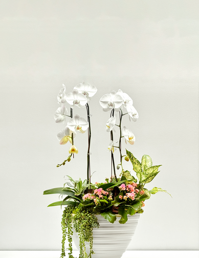 Eternal Garden