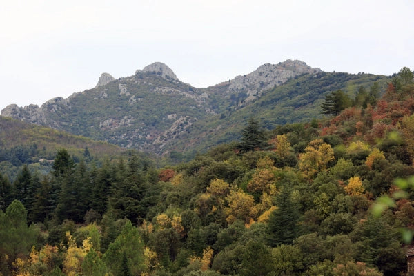 Studio City Flower Delivery