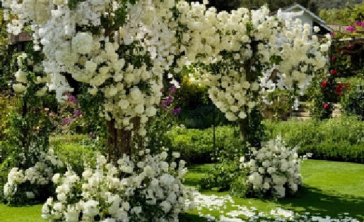 Decorative floral archway at a wedding venue with chairs on either side.
