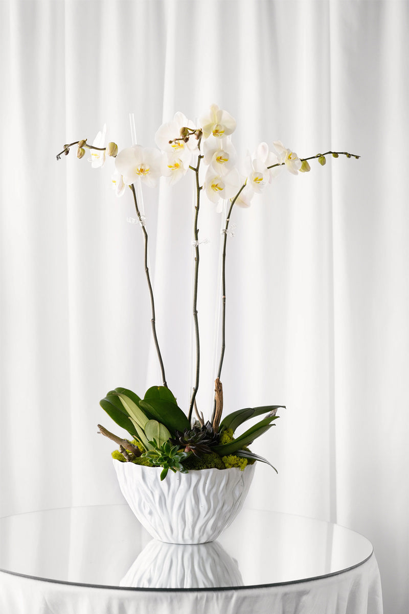 Serenity Orchids